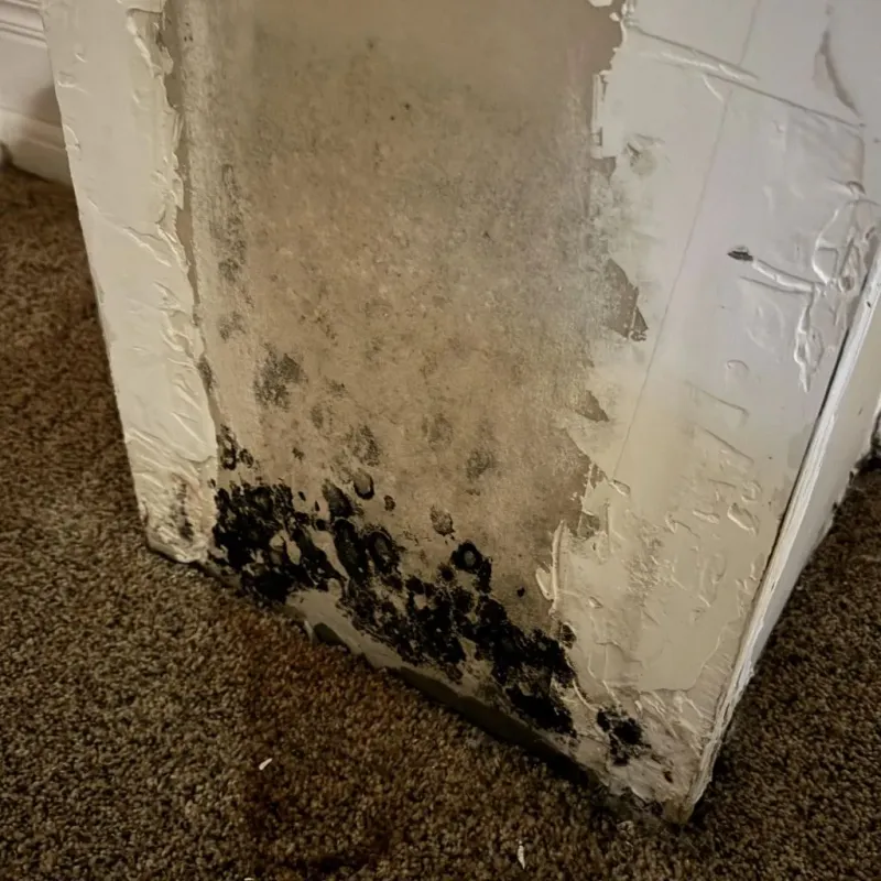 Professional Mold Removal in Bell, CA